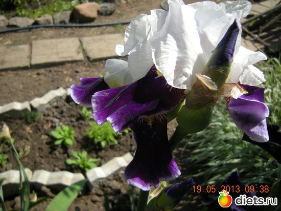 7 фото: Мой огород и цветочки