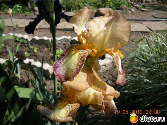 8 фото: Мой огород и цветочки