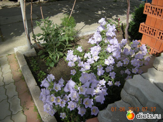 Колокольчики, альбом: Мой огород и цветочки