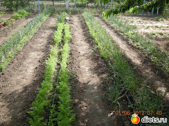 Проложили капельки по морковке и лучку, альбом: Мой огород и цветочки