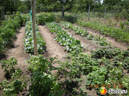 Грядки огурцов и капусты, альбом: Мой огород и цветочки