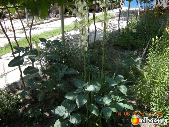 Юка, альбом: Мой огород и цветочки