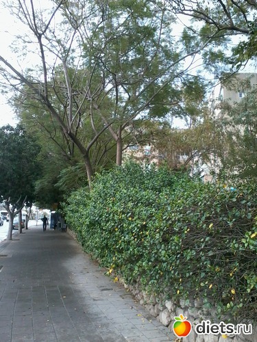 Декабрь 2013. Бат-ям, альбом: Мой город