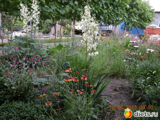 Юка, альбом: Мой огород и цветочки