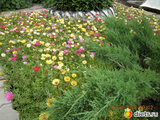 Вторая клумбочка с ковёрчиком и можевельник, альбом: Мой огород и цветочки