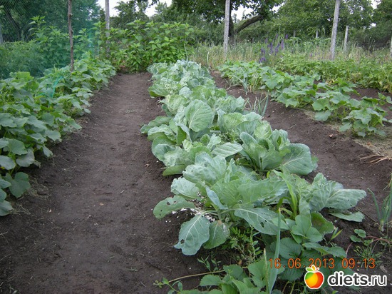 24 фото: Мой огород и цветочки