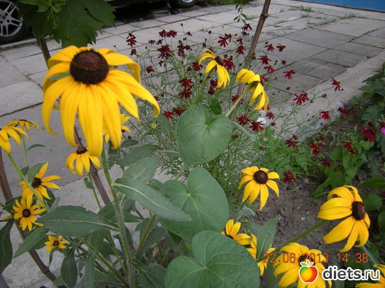 26 фото: Мой огород и цветочки