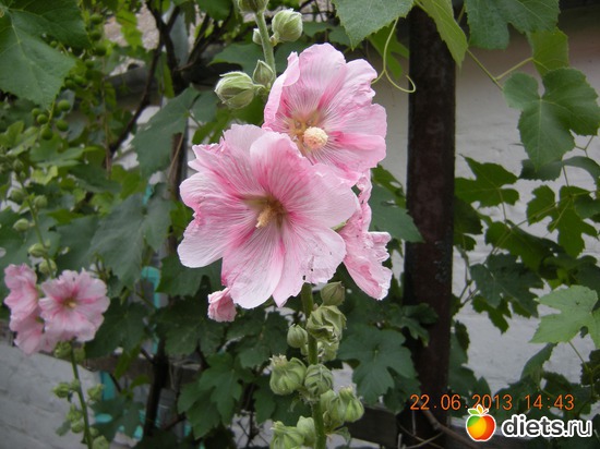 27 фото: Мой огород и цветочки