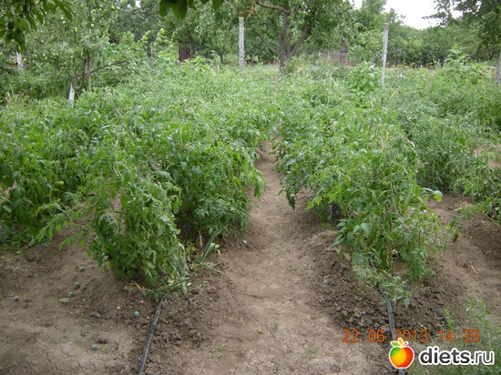 Помидорки, альбом: Мой огород и цветочки