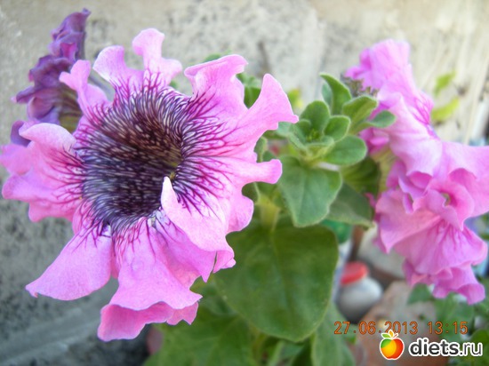 Петуния /сеяла на рассаду/, альбом: Мой огород и цветочки