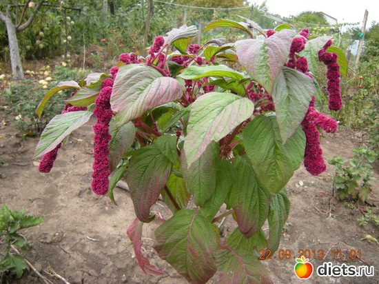 40 фото: Мой огород и цветочки