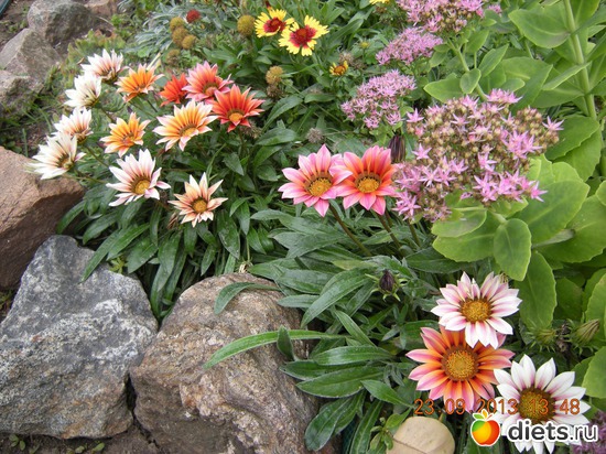 42 фото: Мой огород и цветочки