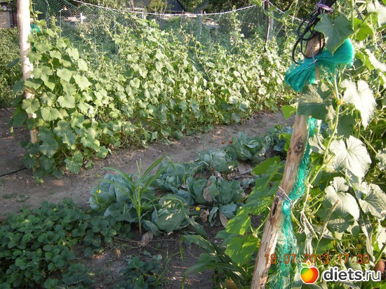 44 фото: Мой огород и цветочки