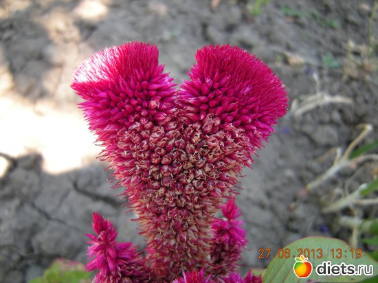 45 фото: Мой огород и цветочки