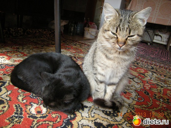 Мои девочки Ксюша и Баги, альбом: Мой огород и цветочки