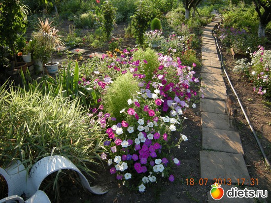 48 фото: Мой огород и цветочки