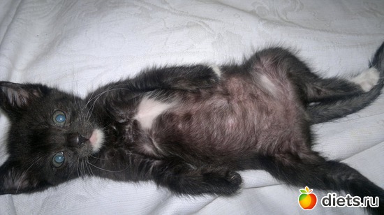 Чё надо?, альбом: Котюня