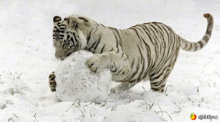 39 ����: �����