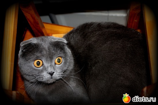 35 ����: ��� �����