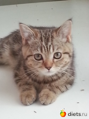 4 фото: Кот