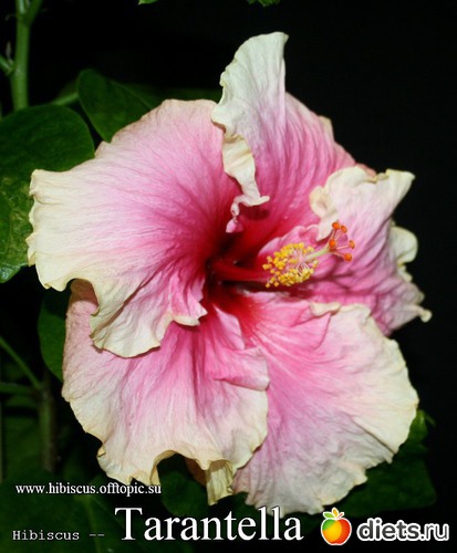 091 - Tarantella, : My Gibiskus Gallery - 2O13