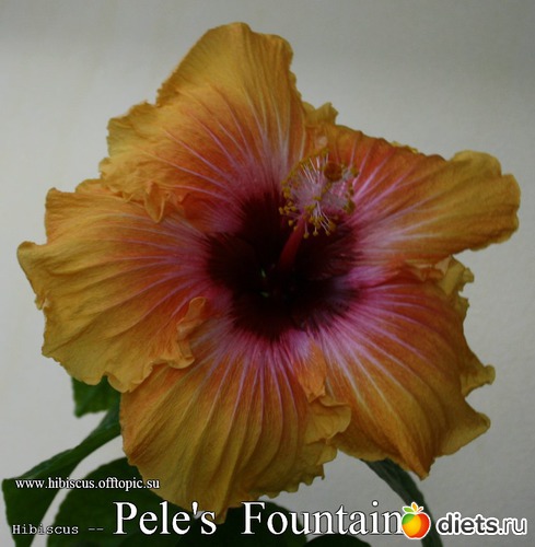 092 - Pele's Fountain, : My Gibiskus Gallery - 2O13