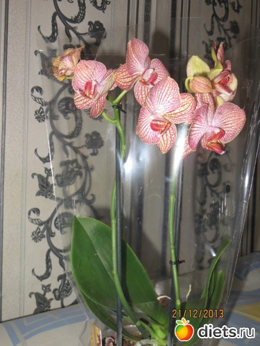 ������� � ������ ����., ������: ��� �����.