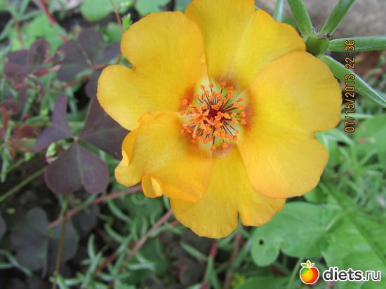 5 ����: �����