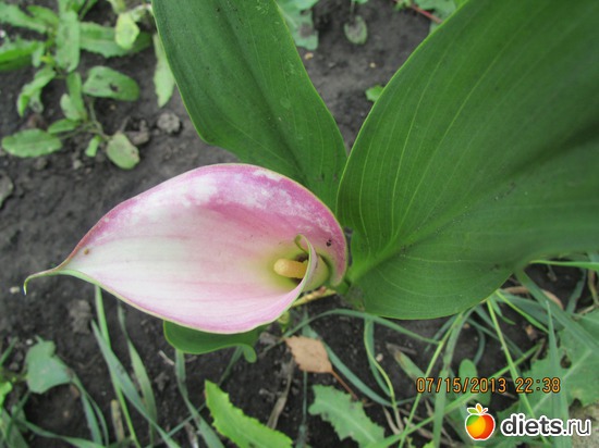 7 ����: �����