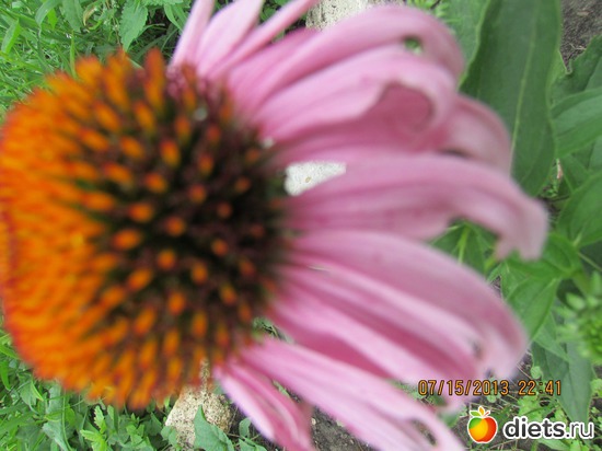 12 ����: �����