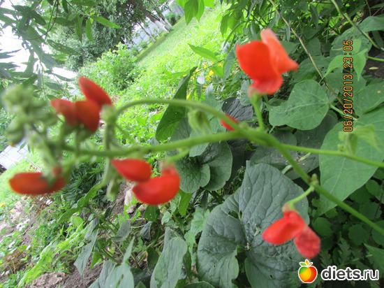 15 ����: �����