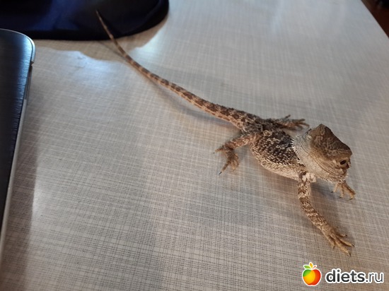 �������, ������: ��� ������� �����