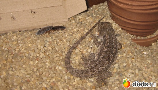 � ����� ��������, � ����� ������ ����������, ������: ��� ������� �����