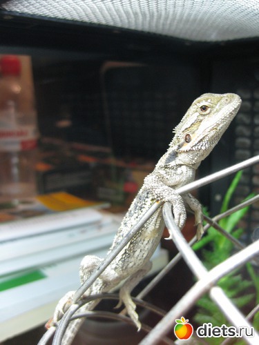 26 ����: ��� ������� �����