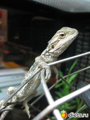 ��� ����, ������: ��� ������� �����