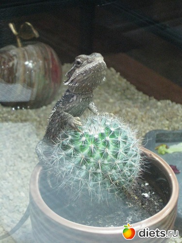 F*cking cactus, ������: ��� ������� �����