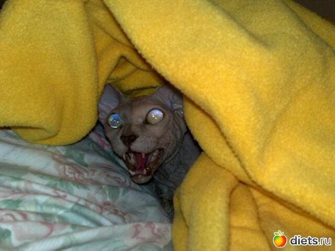 ���� ��������))), ������: �