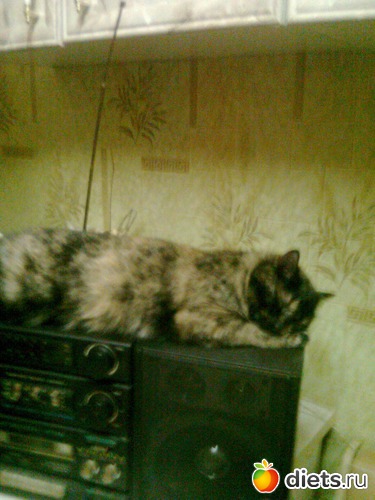 Муха спит она устала всю ночь мышей гоняла, альбом: Мои дети хвостатые и полосатые.