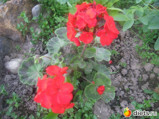 5 ����: ������