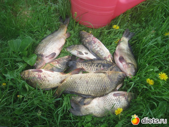 12 ����: ������