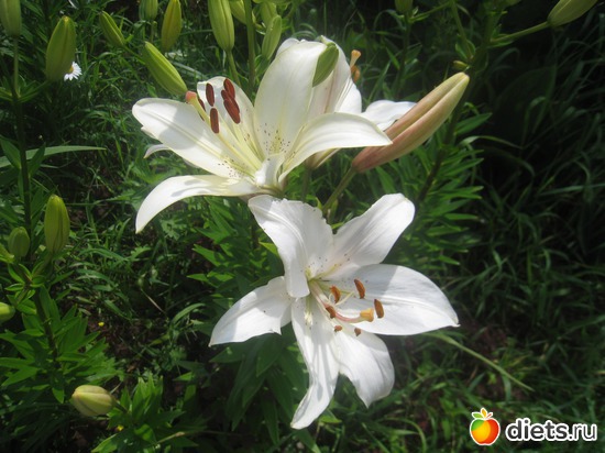 14 ����: ������
