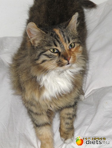 103 фото: кошки