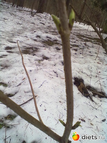 почки набухли на веточке, альбом: Разное