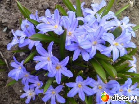 Хинодокса( весенний цветок)