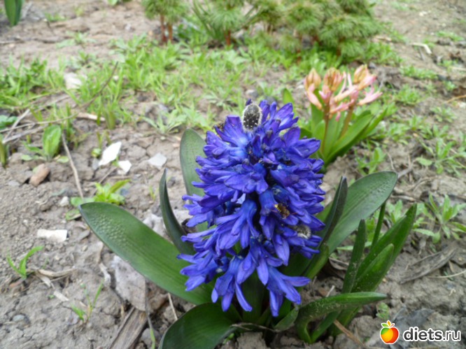 ����� �������., ������: ��� ��������!