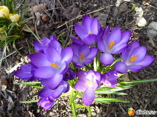 Крокусы синие, альбом: Мои цветочки!