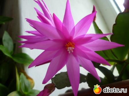 Декабрист розовый.