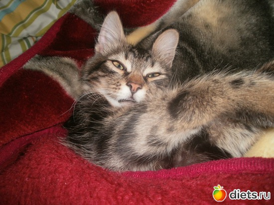 4 ����: �������)))