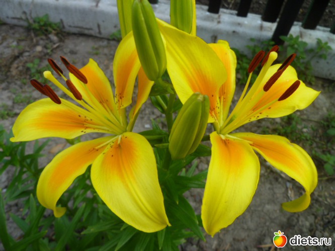 Желтые лилии., альбом: Мои цветочки!