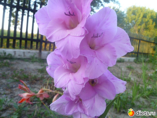 ����� ���������� ���������., ������: ��� ��������!